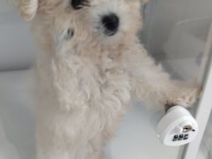 -翊宠yipet猫狗购宠庄园犬舍•猫舍