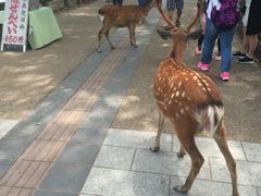 -奈良公园