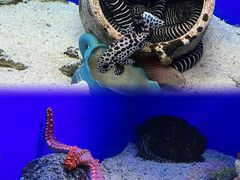 -海合安青岛极地海洋公园