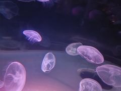 -上海海昌海洋公园