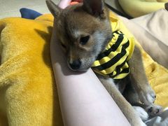 -逗柴咖啡屋·狗咖猫咖宠物桌游
