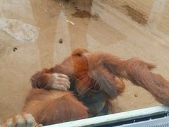 -西霞口神雕山野生动物世界