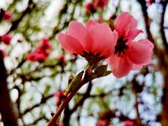 -海棠花溪(元大都城垣遗址公园)