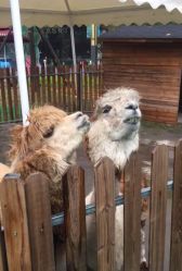 -萌宠亲子动物乐园(槐房万达店)