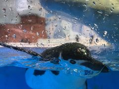 -海合安成都极地海洋公园