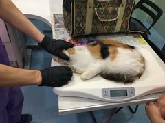 -伟伟宠物医院·CT影像中心·瑞派犬猫综合性门诊(汉口总院)
