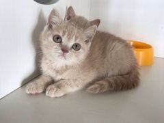 -东方名猫馆·英短金渐层布偶猫舍(环线广场1号楼店)