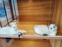 -猫十亿·布偶金渐层·曼基康矮脚猫舍(青年路店)
