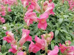 -松山湖梦幻百花洲