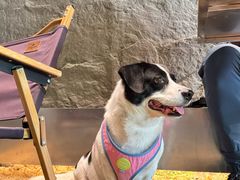 -J Create城市露营咖啡·简餐·宠物(上海动物园店)