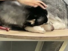 -宠福鑫康馨动物医院·骨科·眼科