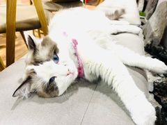 -白兔子密室(长寿路店)