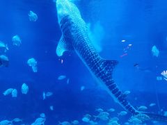 -烟台海昌鲸鲨海洋公园