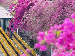 -深圳仙湖植物园