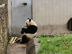 -卧龙中华大熊猫苑神树坪基地