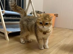 -唐小姐の私宠·宠物洗护美容·撸猫馆·购宠(周浦万达旗舰店)