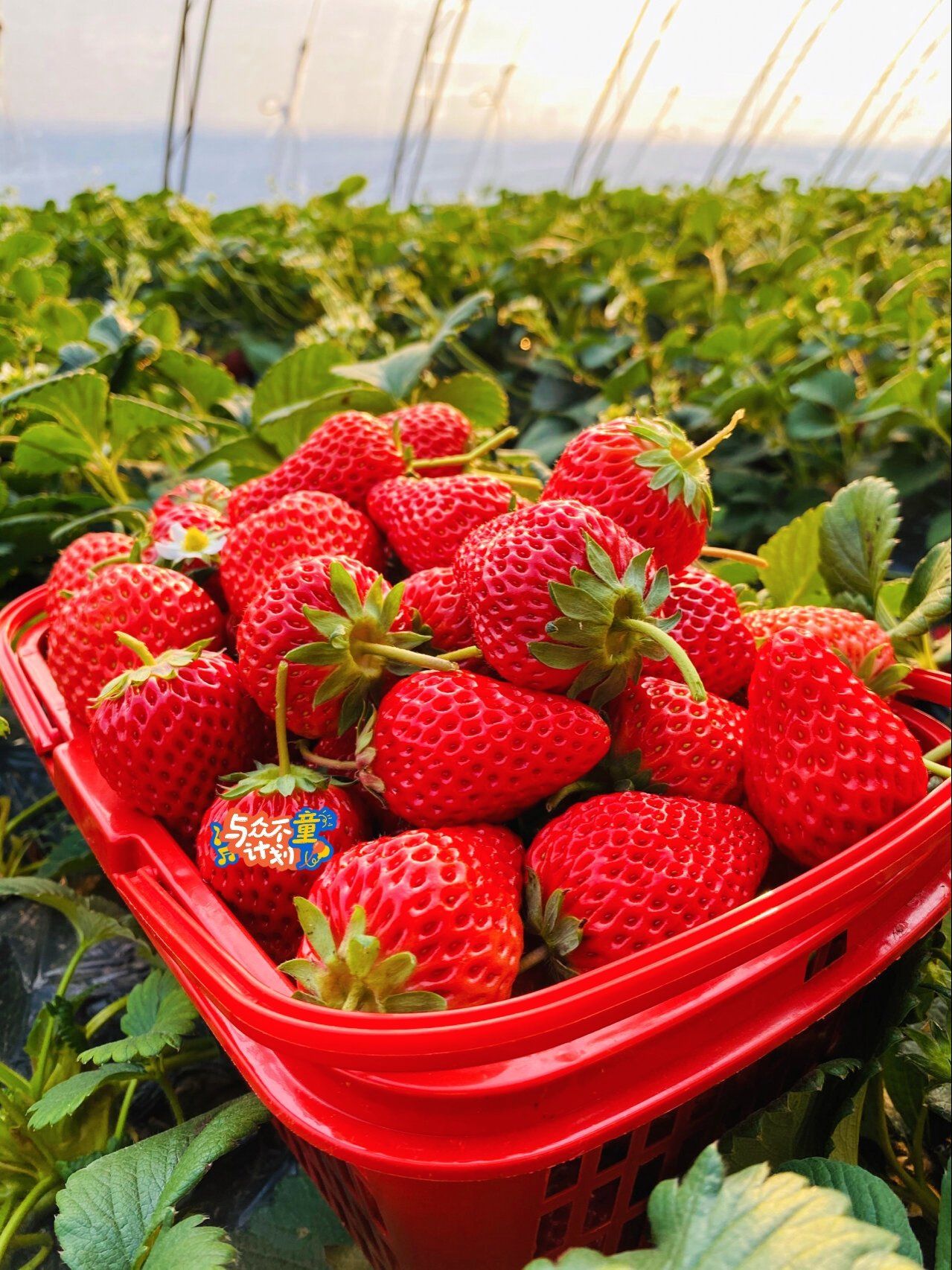 2023年第一颗草莓91你拥有了吗6015