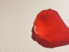 -梧桐