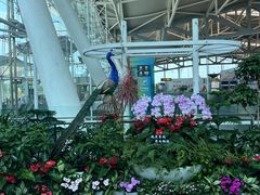 -重庆江北国际机场-T2航站楼