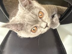 -艾贝尔宠物医院·24H转诊中心·肿瘤猫专科(江宁双龙店)