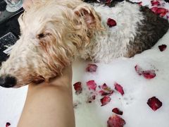 -乐琪宠物(青塔西路店)