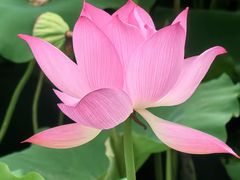 -荔湾湖公园