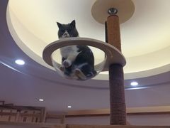 -滚猫咖啡·猫咖·猫友好撸猫(未来城店)