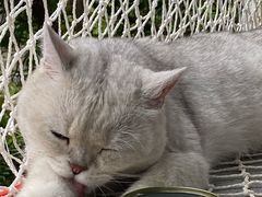 -喵屿·大理花园猫咖