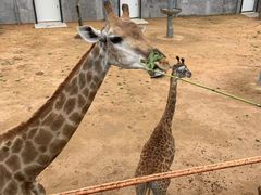 -西霞口神雕山野生动物世界