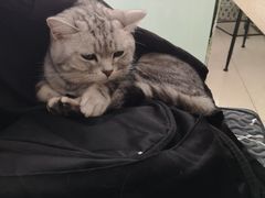 -平行世界·猫咖(首经贸店)