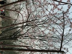 -桃花堤公园