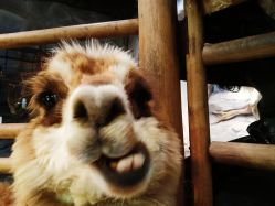 -Zoolung Zoolung动物主题公园(海信广场店)