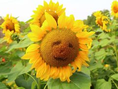 -花开海上生态园