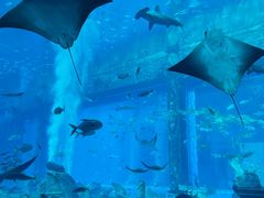-亚特兰蒂斯•OSSIANO奥西亚诺海底餐厅