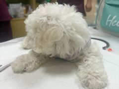 -中农大我爱我爱动物医院·核磁CT·猫病·24小时夜诊中心(石佛营店)