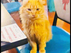 -猫小院猫主题咖啡厅(北锣店)