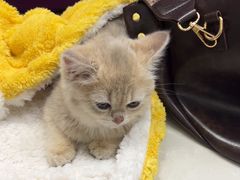 -中农国际动物医院24小时·猫科·骨科·急重症中心