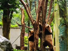 -卧龙中华大熊猫苑神树坪基地