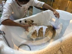 -momokira米努特·德文卷毛猫·棉花面纱犬