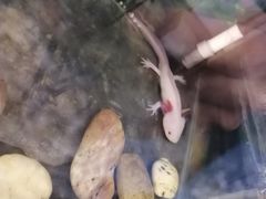 -上海大自然野生昆虫馆(东方明珠·爬宠昆虫探索中心)