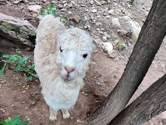 -青岛森林野生动物世界