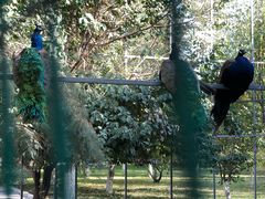 -哈密回王府景区