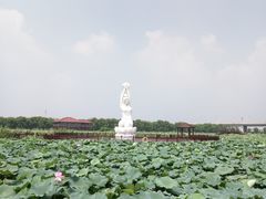 -荷塘月色湿地公园·向阳花洲