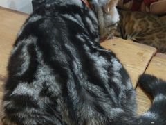 -李小姐の猫咖啡馆(五角场店)