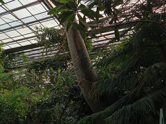 -呀路古热带植物园
