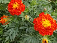 -杭州钱江新城万怡酒店-西餐厅