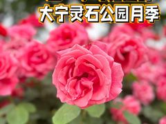 -大宁公园