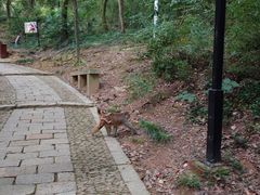 -苏州上方山国家森林公园