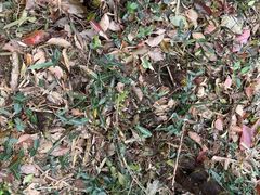 -上海佘山国家森林公园天马山园