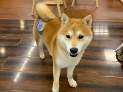-豆柴町-柴犬主题狗咖(红鼎国际C座店)